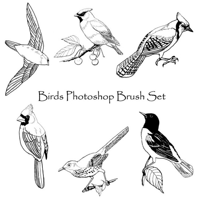 birds_photoshop_brush_set_by_phoenixwildfire