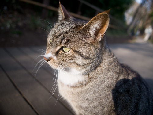サンプル用　猫