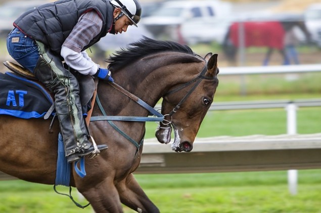 racehorse-419742_640